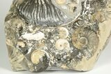 Iridescent Ammonite (Deshayesites & Aconeceras) Cluster - Russia #207463-2